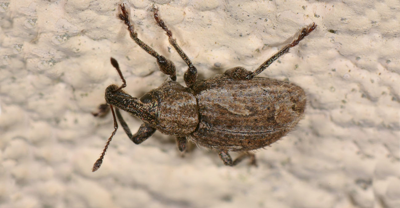 Curculionidae: Graptus nictitans singularis